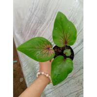 ราคา บอนสี องคุลีมาล เป็นบอนสีหายาก น่าสะสม ส่งเป็นต้นกระถาง 4 นิ้ว (20450648778)