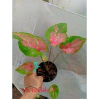 ราคา บอนสี องคุลีมาล เป็นบอนสีหายาก น่าสะสม ส่งเป็นต้นกระถาง 4 นิ้ว (20450648779)