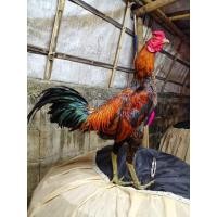 ราคา ไข่เชื้อสำหรับฟักไข่ไก่ชนพม่าม้าล่อรำงเมีองเหนือเจ้าหลังเขา (9696089697)