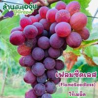 ราคา กิ่งพันธุ์องุ่น เฟรม ซีดเลท Flame Seedless ไร้เมล็ด (6626474827)