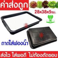 ราคา ค่าส่งถูก ถ้วยปลูกผัก 50ใบ ถ้วยปลูกผักไฮโดรโปนิกส์ ถ้วยปลูกผักไฮโดร ถ้วยปลูกขาว สีขาว แบบใช้ซ้ำ ไฮโดรโปนิกส์ ไฮโดร hydroponic hydro (20521892831)