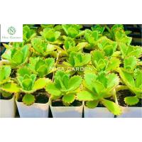 ราคา ต้นเศรษฐีพันล้าน ถ้าปลูกไว้จะร่ำรวย ทำมาค้าขึ้น กระถางขาว2นิ้ว (16861571504)