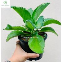 ราคา ต้นเศรษฐีพันล้าน ถ้าปลูกไว้จะร่ำรวย ทำมาค้าขึ้น กระถางขาว2นิ้ว (16861571505)