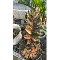 ราคา ใบกวักมรกตดำด่าง คัดแต่ใบดำ พร้อมอุปกรณ์ชำ กวักมรกตดำด่าง ใบตัดสด (18565914007)