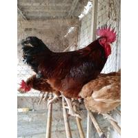 ราคา ไข่เชื้อ ไข่มีเชื้อ ไก่ไข่ ไก่พันธุ์ไข่ โรสไอซ์แลนด์เรด ไฮบริด ไข่ไก่ สำหรับฟัก ไก่ไข่อารมณ์ดี (19040729265)