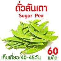 ราคา ค่าส่งถูก ตาข่ายปลูกผัก อวนแตง ตา 38 ซม ตาข่ายปลูกพืชผัก ค้างแตง อวนค้างแตง อวนมะระ อวนปลูกแตงกวา อวนปลูกผัก ตาข่ายปลูกแตง ไม้เลื้อย (18791125859)