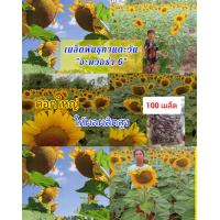 ราคา เมล็ดพันธุ์ทานตะวัน อะควอร่า6 100 เมล็ด ดอกใหญ่เหลืองสวยงาม ทนแล้ง ให้ผลผลิตสูง (14027362606)