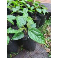 ราคา ต้นลิ้นฟ้าเตี้ย เพกาเตี้ย (7235542481)