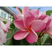 ราคา ลีลาวดี พันธุ์พิงค์พูดิก้า ดอกสีชมพู โตเร็วมาก ดอกสวยมากๆค่ะ รากเดินดีเต็มถุง พร้อมปลูก ขายเป็นต้น สูง 25 30 เซนติเมตร พร้อมถุงชำ ขนาด 4 นิ้ว (12533170989)