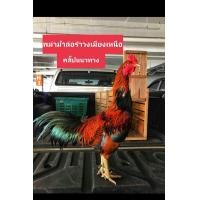 ราคา ไข่เชื้อไก่ชนพม่าม้าล่อรำงเมีองเหนือเจ้าแดงรำวง (20487214178)