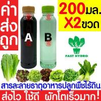 ราคา ค่าส่งถูก ฟองน้ำเพาะกล้า 10แผ่น ฟองน้ำปลูกผัก ฟองน้ำเพาะเมล็ด ปลูกผักไฮโดรโปนิกส์ ฟองน้ำไฮโดร ฟองน้ำเพาะปลูก ไฮโดร ไฮโดรโปนิกส์ เกรดA (20713191208)