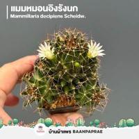 ราคา รวมกระบองเพชรและไม้อวบน้ำ 2 หลากหลายสายพันธุ์ ส่งทั้งกระถาง cactus succulent (20899189681)