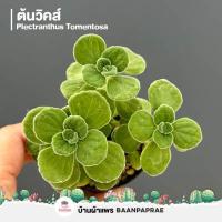 ราคา รวมกระบองเพชรและไม้อวบน้ำ 2 หลากหลายสายพันธุ์ ส่งทั้งกระถาง cactus succulent (20942730255)
