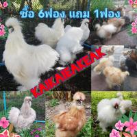 ราคา ไข่เชื้อ ซิลกี้ไข่ลุ้น เชื้อ ไข่ไก่ซิลกี้ ไข่เชื้อ ซิลกี้ ไข่ไก่เชื้อ สวยงาม เชื้อแรง ระวังร้านค้าปลอมนำรูปร้านKaiKaiEakEakมาลงขายเป็นร้านตนเองA Fertile hatching egg Silkie chicken (21353073607)