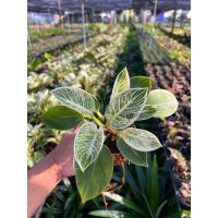 ราคา ต้นฟิโลเดนดรอน เบอร์กิ้น Philodendron Birkin ต้นใหญ่ สวย (17298026479)