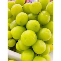 ราคา องุ่นไซมัสคัสช่อละ500 600กรัม (21283666746)