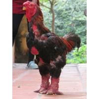 ราคา ไข่เชื้อ ไก่ตีนโต Dong Tao ดองต่าว สายพันธุ์เวียดนาม 1 ฟอง (21278821828)