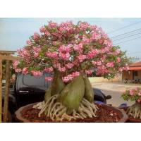 ราคา เมล็ด ชวนชม สายพันธุ์ราชินีพันดอก10 เมล็ด (12265513984)