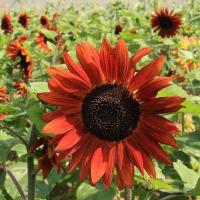 ราคา เมล็ดพันธุ์ Bonsai Seeds ดอกทานตะวัน สีแดง helianthus annuus sunflower red sun 20 เมล็ด เมล็ดพันธุ์ Bonsai Seedsนำเข้าจาก อังกฤษ (9107972589)