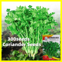 ราคา เมล็ดผักชี สายสมร Coriander Seeds งอกง่าย 300เมล็ด ซอง เมล็ดพันธุ์ผักชี เมล็ดพันธุ์ ผักชี Flat Leaf Parsley Seeds for Planting Chinese Parsley Vegetable Seeds Bonsai Vegetables Plants Seeds เมล็ดพันธุ