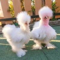 ราคา ไข่เชื้อ ไก่ซิลกี้ สำหรับฟัก 1 ฟอง (21336026708)