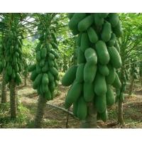 ราคา เมล็ดพันธุ์มะละกอพันธุ์ต่างๆมีดังนี้ (10002090425)