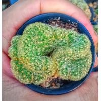 ราคา ถูกที่สุด แคคตัสนิ้วทองคริส Mammillalia Elonggata Cristata cactussucculent ไม้อวบน้ำกระบองเพชร (11114178459)