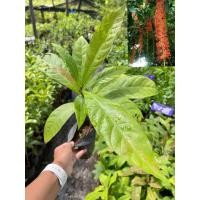 ราคา ต้นจิกเศรษฐี ขนาด40 50ซม ไม้มงคลดอกมีกลิ่นหอม (19837963432)