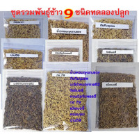 ราคา พันธุ์ข้าว9สายพันธุ์ชุดทดลองปลูกเพื่อศึกษาหรือขยายต่อปลูกได้ในวงบ่อซีเมนต์ในกระถาง (13446457007)