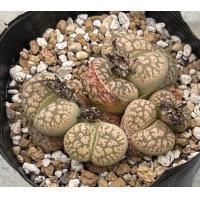 ราคา 10 เมล็ด ไลทอป กระบองเพชร ไม้อวบน้ำ กุหลาบหิน แคคตัส Living Stones Lithops เมล็ดใหม่ สายพันธุ์ gesinae C207 (20557275989)