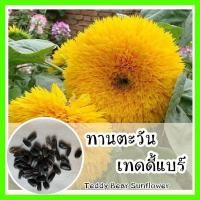 ราคา พร้อมส่ง รหัส 068 เมล็ดพันธุ์แท้ OP แท้ทานตะวัน เทดดี้แบร์ Teddy Bear Sunflower ทานตะวันเตี้ย ดอกปุกปุ้ย สีเหลือง น่ารัก (7654175241)