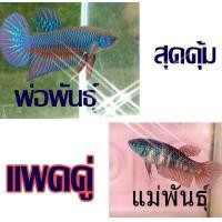 ราคา ปลากัดจริง แพคคู่สุดคุ้ม ผู้ แถมตัวเมีย รวมได้ 2ตัว ชายหญิง ปลากัดภาคอีสาน ส่งด่วน สินค้ามีรับประกันจากทางร้าน100 อัพเดต (21389733422)