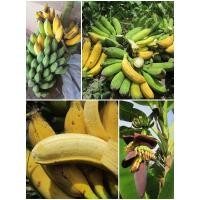 ราคา ต้น กล้วยนางพญา จัดส่งพร้อมถุง 6 นิ้ว ลำต้นสูง 50 70ซม (21008568380)