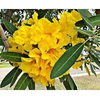 ราคา ต้นเหลืองปรีดียาธร 1ชุดมี10ต้นแถมฟรี1ต้น (14824050794)