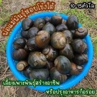 ราคา พ่อพันธุ์ แม่พันธุ์ หอยโข่งใต้ แท้ 100 (21157026993)