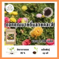 ราคา เมล็ดพันธุ์ ดอกคุณนายตื่นสาย คละสี บรรจุ 3500 เมล็ด (21040865591)