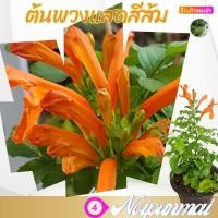 ราคา ต้นพวงแสดดอกสีส้ม กระถาง 6 นิ้ว (20495837341)