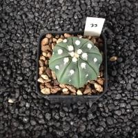 ราคา Astrophytum แคคตัส กระบองเพชร AA03 (17807235373)