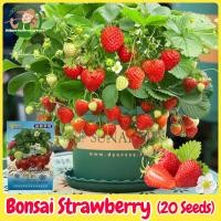 ราคา เมล็ดพันธุ์ บอนไซ สตรอเบอร์รี่ สุดหวาน บรรจุ 20เมล็ด Bonsai Strawberry Seed Fruit Seeds for Planting เมล็ดสตรอเบอร์รี่ สตอเบอรี่สด เมล็ดพันธุ์ผลไม้ ผลไม้อินทรีย์ เมล็ดสตอเบอรี่ ต้นไม้ผลกินได้ เมล็ดผลไ