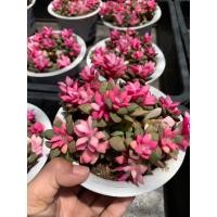 ราคา ต้นลูกชุบ สีชมพู แคคตัส ไม้อวบน้ำสายพันธ์ กุหลาบหิน ลูกชุบ 1 Anacampseros rufescens Haw Sweet จัดส่งในกระถาง 5 นิ้ว ต้นสูง 3 5 ซม สวยหวาน จัดส่งสินค้าตามภาพ (15527465519)