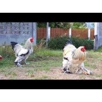 ราคา ไข่เชื้อ ไก่ยักษ์บราม่า สำหรับฟัก 1 ฟอง (21333176472)