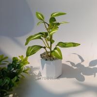 ราคา ต้นไม้มงคล ต้นไม้ปลอม 39 บาท 3 ต้น 100 บาท เสริมโต๊ะทำงาน (11116335266)