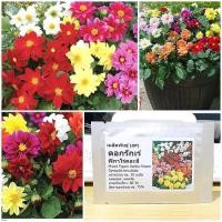 ราคา เมล็ดพันธุ์ ดอกรักเร่ ฟิกาโร่คละสี Mixed Figaro Dahlia Flower Seed 20 เมล็ด คุณภาพดี ราคาถูก ของแท้ (7074372148)