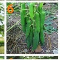 ราคา เมล็ดมะละกอพันธุ์ต่างๆมีให้เลือก9สายพันธุ์ (10851236794)