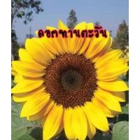 ราคา เมล็ดดอกทานตะวันดอกใหญ่ ดอกทานตะวัน 1 กิโลกรัม (8779431438)