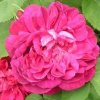 ราคา 10 เมล็ดพันธุ์ Hybrid Perpetual Rose Seeds พันธุ์นอก ดอกใหญ่ ไม้ยืนต้น สายพันธุ์ Star of Waltham ออกดอกสีแดง (20639325460)
