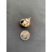 ราคา จี้หอยสังข์ธรรมชาติ Natural conch pendant Gold and silver plated (20050293889)