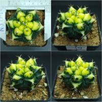 ราคา ยิมโนด่าง Gymnocalycium ไม้ชำหน่อ ขนาด 4 5 cm (16281510055)