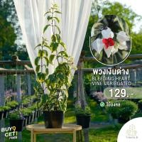 ราคา Treeno 9 T254 พวงเงินด่าง ไม้มงคล กระถางแขวน 8 นิ้ว สูง 50 60 ซม ไม้ประดับ ไม้ดอก ต้นไม้ Bleeding Heart Vine Variegated (16482741369)