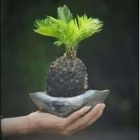 ราคา หัวหน่อ ปรงญี่ปุ่น Cycas siamensis ขนาดจิ๋ว 10 15 เซนติเมตร ขนาดเล็ก หายาก (19493461515)